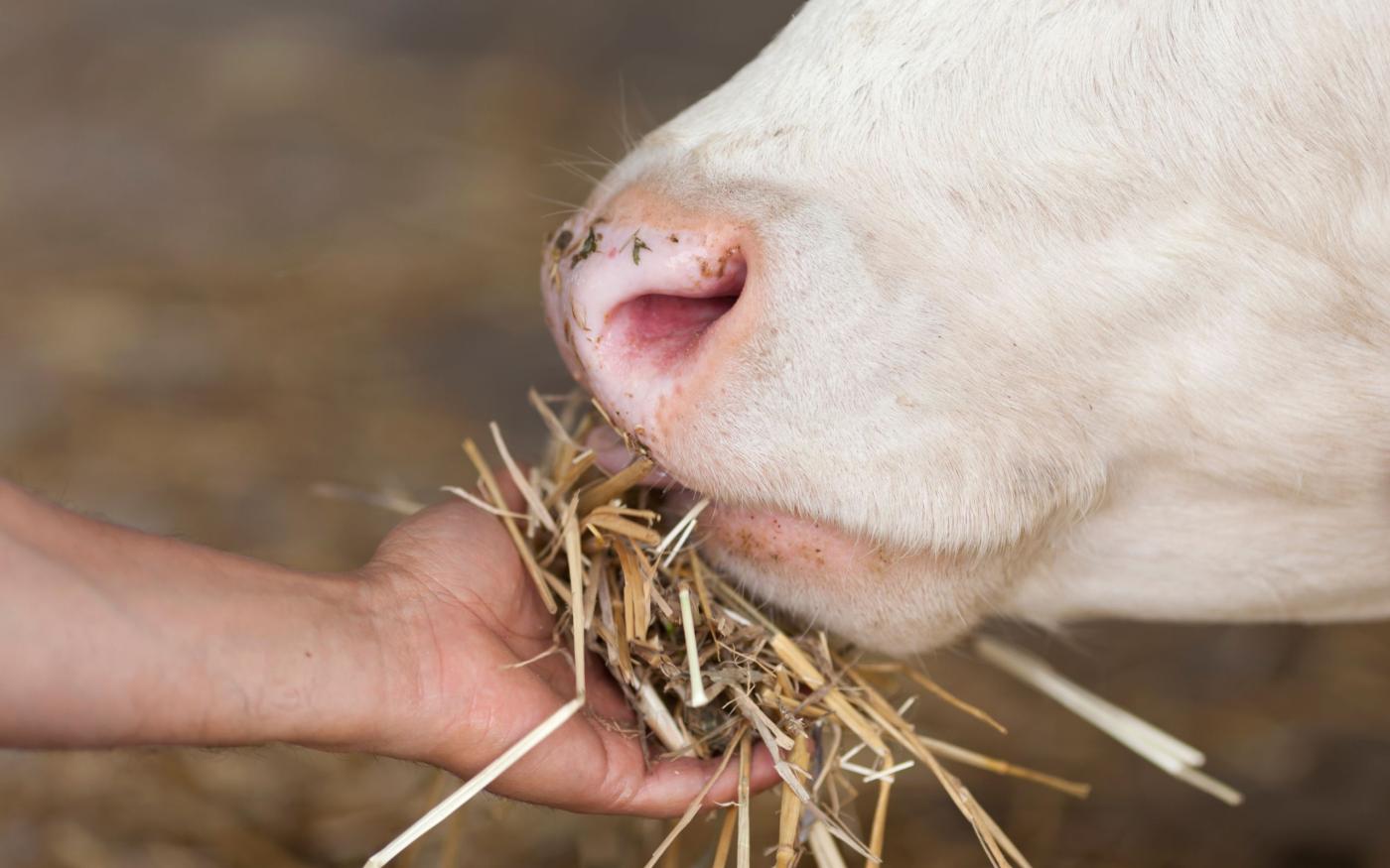 De voordelen van grasgevoerde dieren